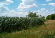 Rezervatia Naturala Dunele De Nisip De La Foieni poza